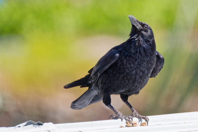 【カラス】対策におおすすめ業者３選のアイキャッチ画像