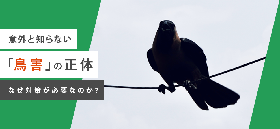 意外と知らない「鳥害」の正体｜なぜ対策が必要なのか？